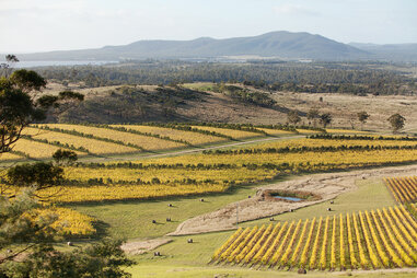 tasmania vineyard