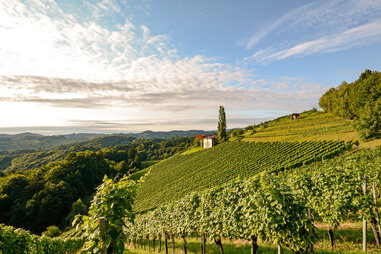 austria vineyard