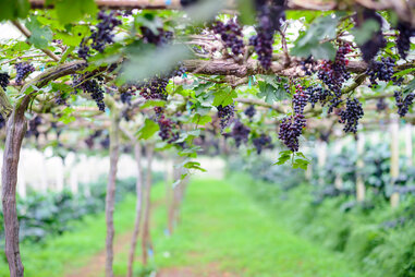Thailand vineyard