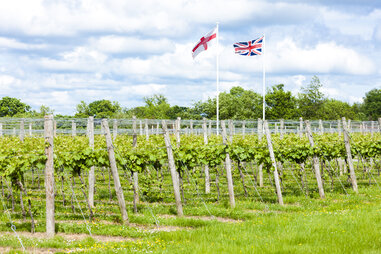 England vineyard