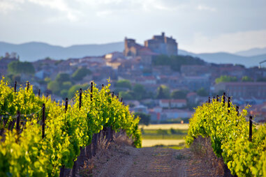 french vineyard