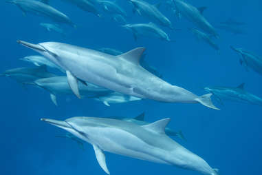 spinner dolphins