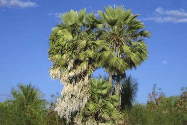 Brazilian Carnauba palm leaves