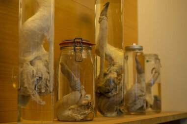 Phallological Museum Iceland