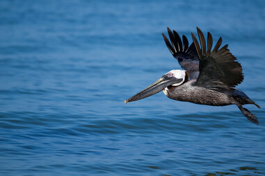 florida pelican
