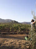 The Valle de Guadalupe