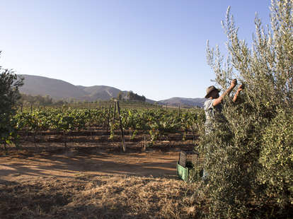 The Valle de Guadalupe