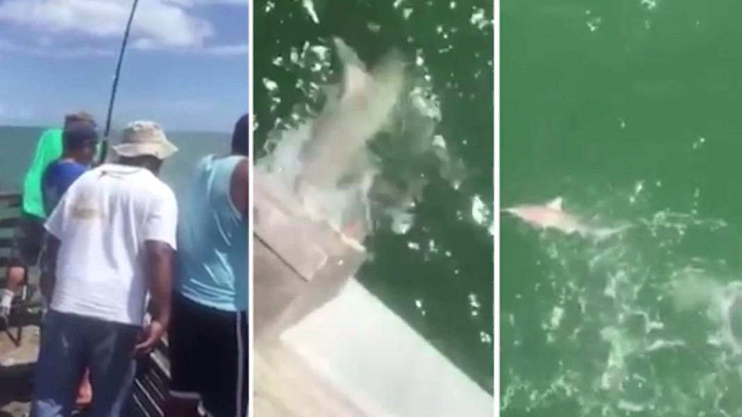 Fisherman Catches Shark, Then a Bigger Shark Teaches a Valuable Lesson