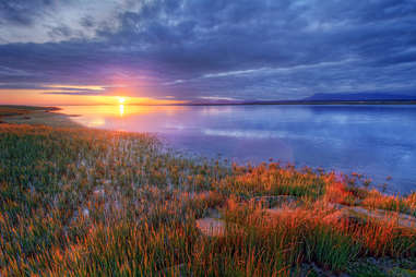 Maryland seaside grasses