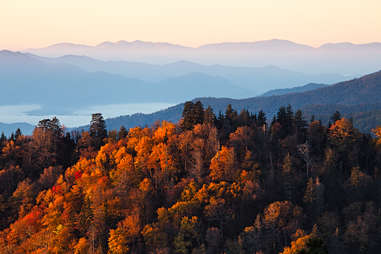 trees of great smoky mountains national park