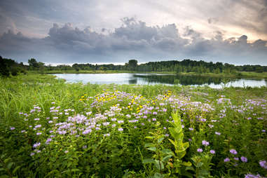 wildflowers at blackwell forest preserve, illinois