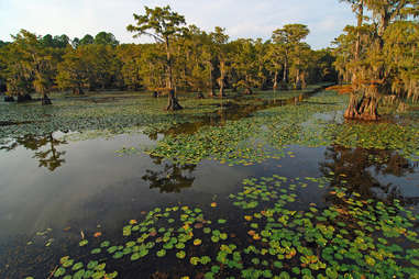 lily pads and cypress trees on Caddo Lake
