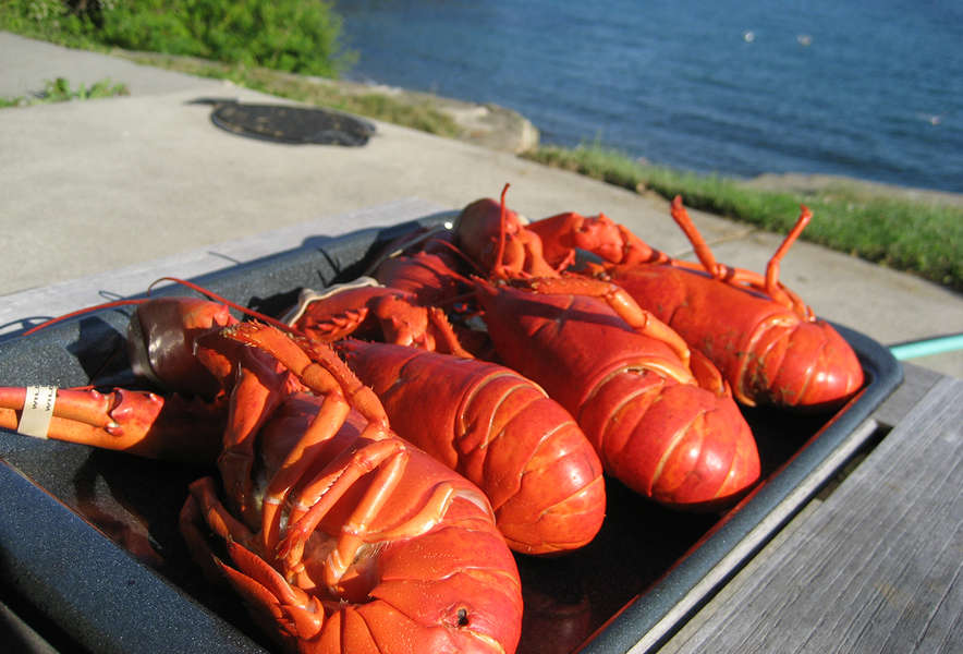 RIB Adventure Tours A Other in Boston, MA Thrillist