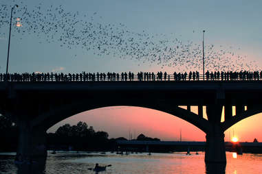 Congress Avenue Bridge bats in Austin during sunset
