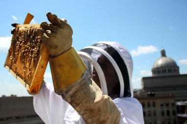 Rooftop apiary