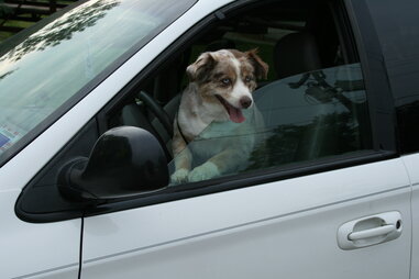 Dog in car