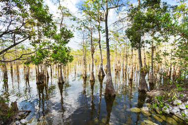 florida swamp