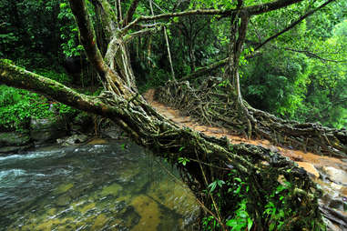 Living Root Bridge