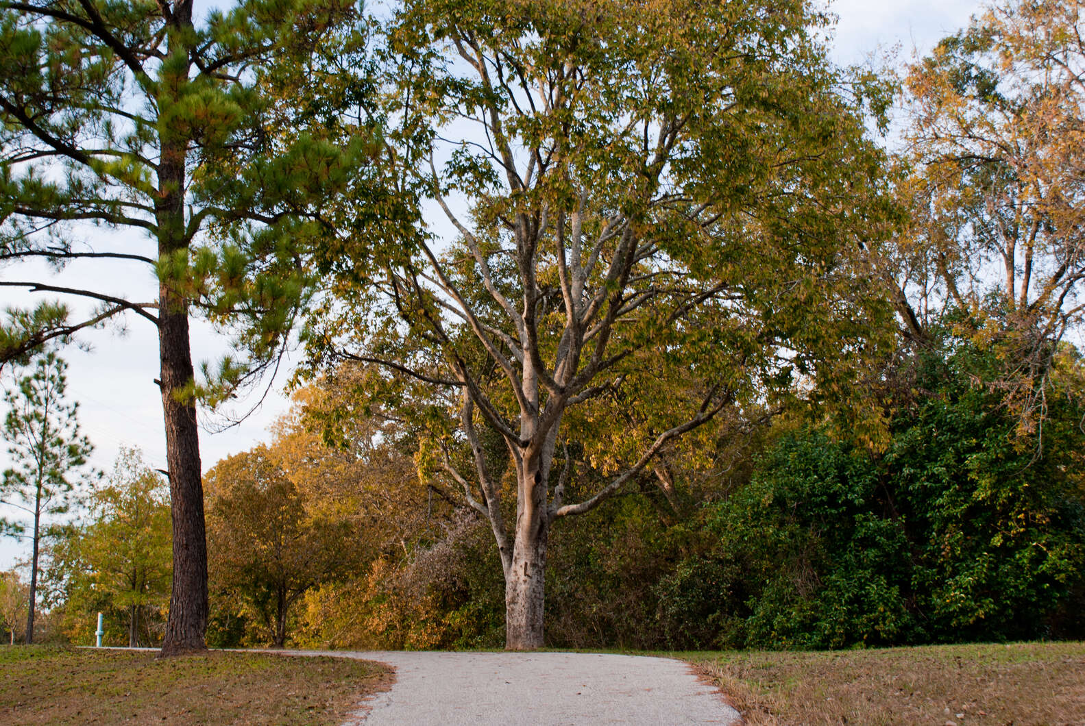 Where To Go For A Run In Houston: Best Scenic Running Trails & Paths ...