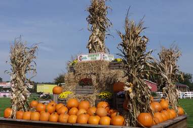 Wiard's Orchard