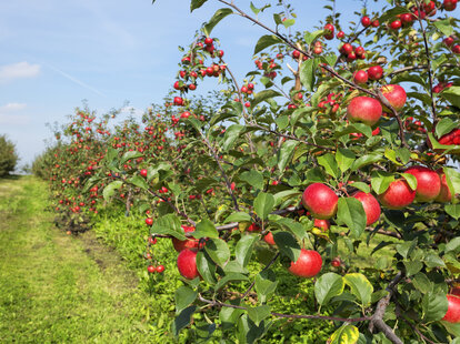 apple orchard