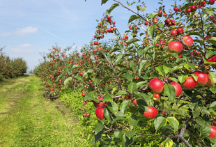 The Best Cider Mills Around Metro Detroit to Visit This Fall
