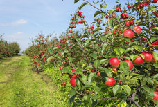The Best Cider Mills Around Metro Detroit to Visit This Fall