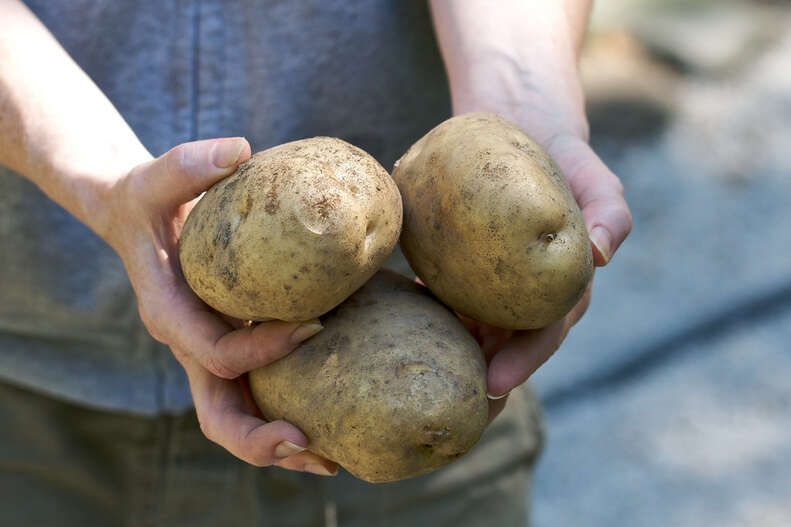 kennebec potatoes