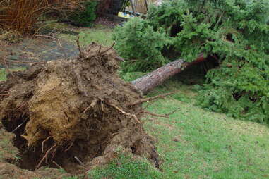 tree uprooted by storm
