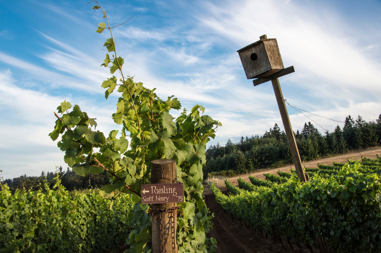 The Best Wineries in Oregon's Essential Willamette Valley - Thrillist