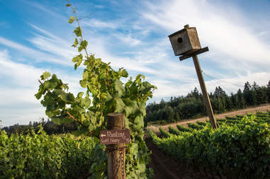Brooks Wines