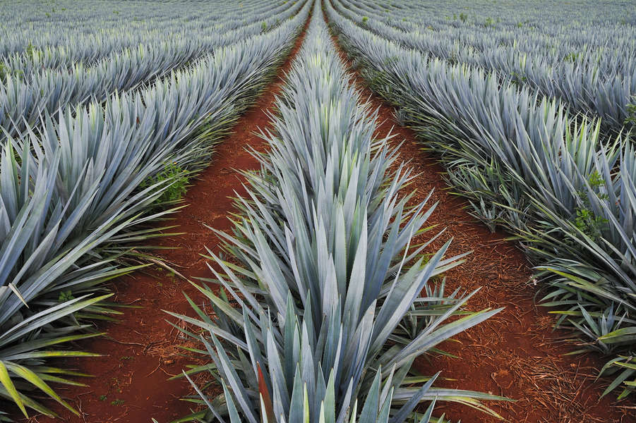 Agave Nectar Is More Unhealthy Than Sugar - Thrillist