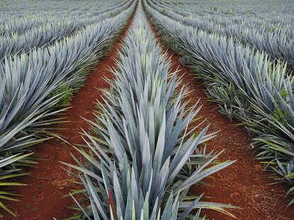 Agave plant