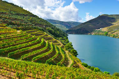 Vineyards in the Valley of the River Douro