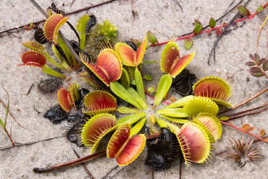 Stanley Rehder Carnivorous Plant Garden