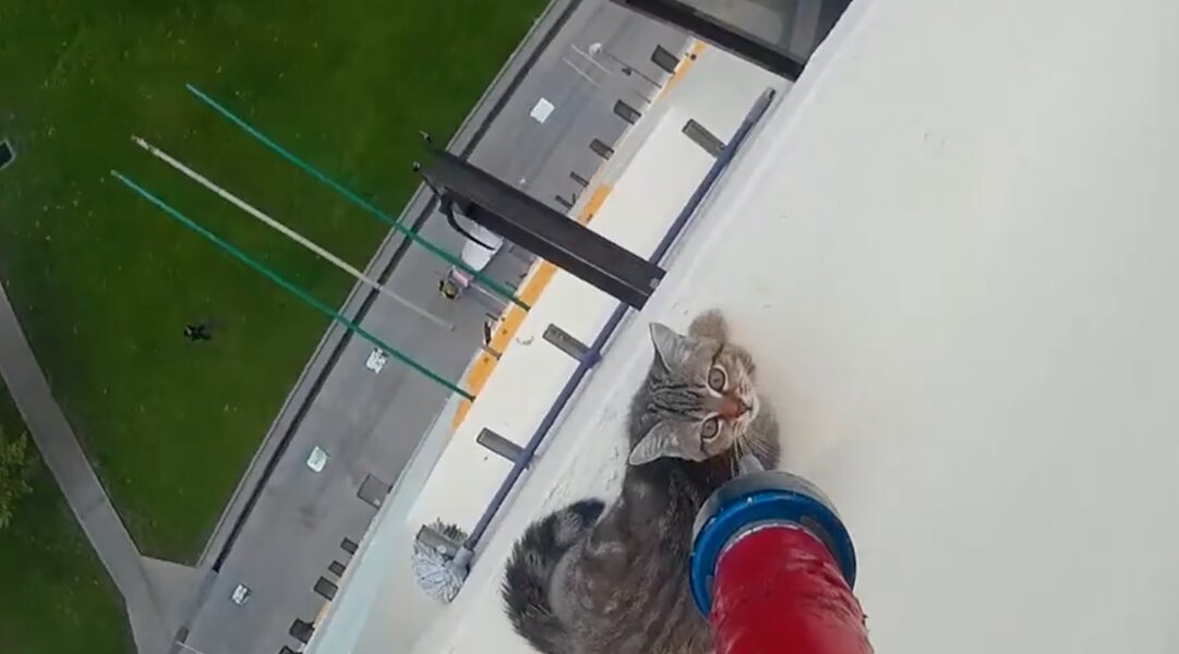 Stranded Cat Stranded Cat is Rescued From 12-Story Window - Thrillist