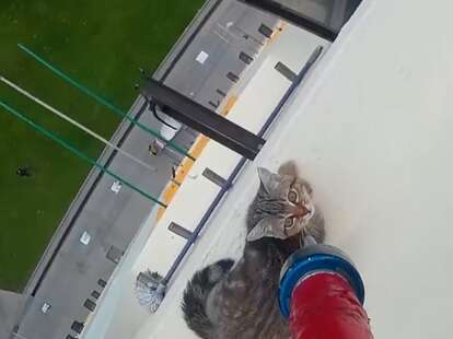 Stranded Cat Stranded Cat is Rescued From 12-Story Window - Thrillist