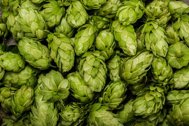 hops