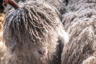 sheep and wool festival