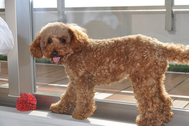 Dog at airport with toy