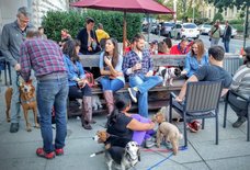 The Most Dog-Friendly Bars in DC