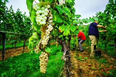 Alsace, France Vineyard