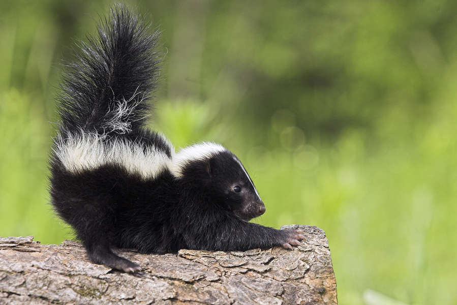 This is Why Skunks Smell So Bad - Thrillist