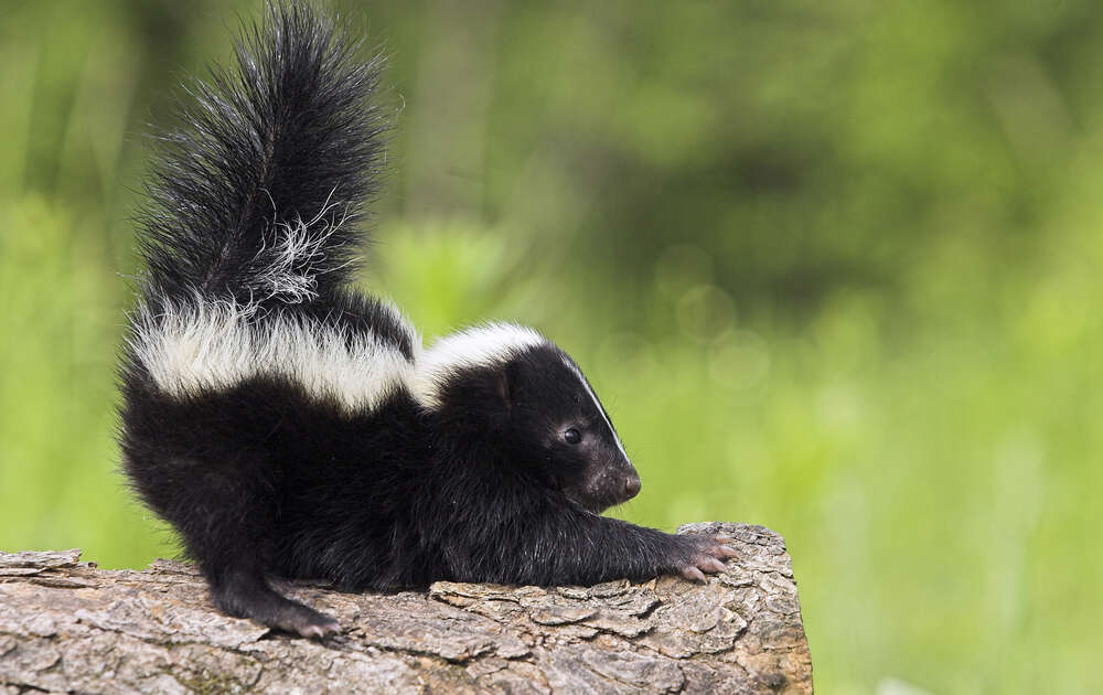 skylar the skunk