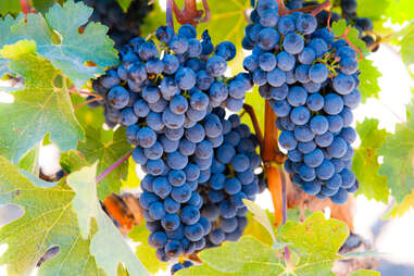 grapes in livermore