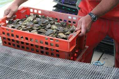 Island Creek Oysters
