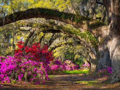 plantation tour