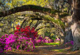 Charleston Tours Locals Will Love