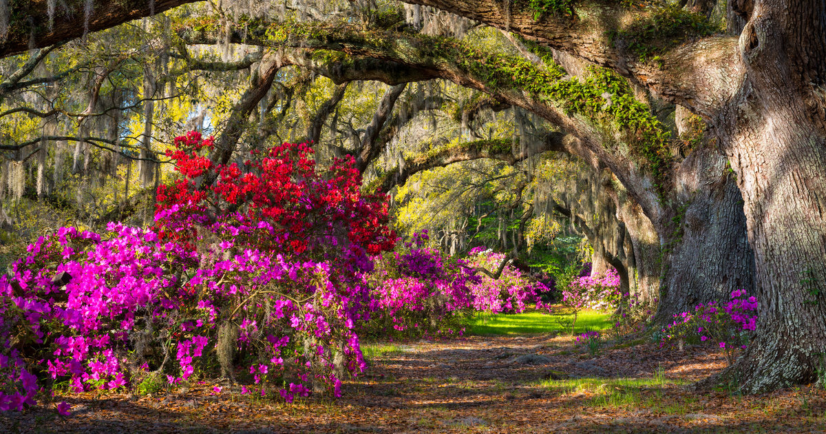 Best Charleston Tours Locals & Tourists Will Love Thrillist