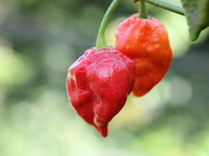 ghost peppers